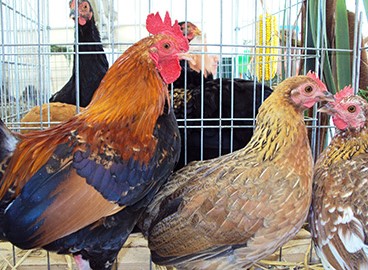 Natječaj iz Europskog poljoprivrednog fonda za ruralni razvoj (EPFRR) za provedbu podmjere 4.1., operacija 4.1.1. – sektor svinjogojstva i peradarstva